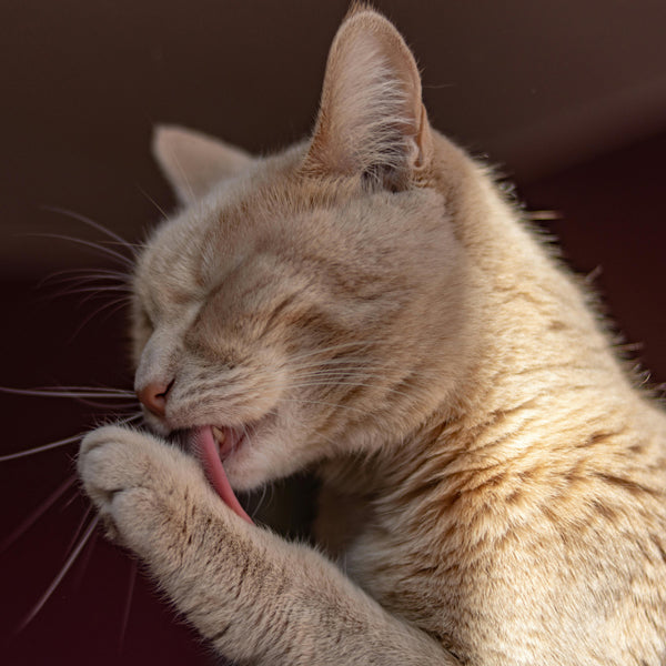 Fellwechsel bei der Katze - kein Grund zum Haare raufen ;-)