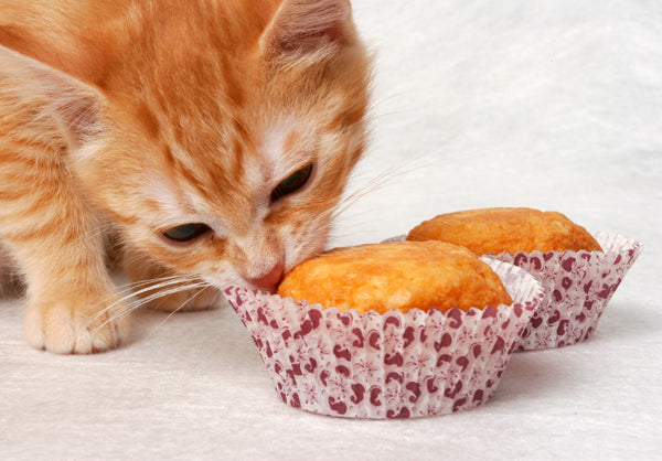 Gesund naschen: Selbstgemachte Leckerlis für deine Katze