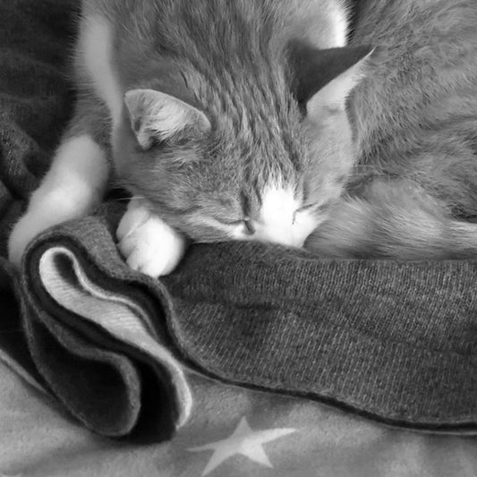 Die besten Kuschelplätze für Katzen: Unsere Tipps zur Platzierung von Tierdecken