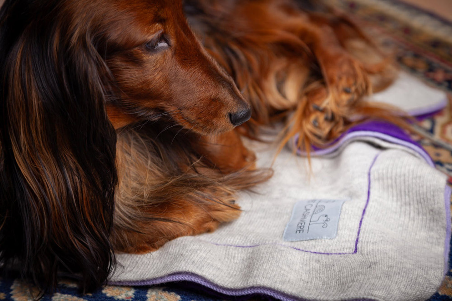 Animal blanket made of wool and cashmere grey